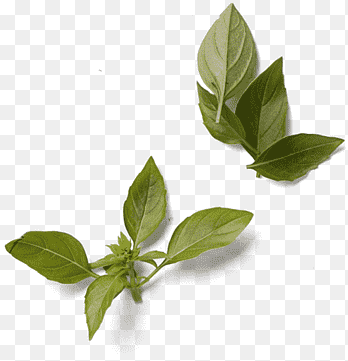 Basil Leaf Herb Green Condiment, zoete basilicum, basilicum, Kruiderij png thumbnail