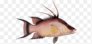 Hogfish Octopus Seafood Vissen, vis, 500 X, al ajillo png thumbnail