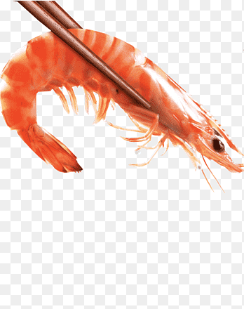olie gekookte garnalen gekookte garnalen, gekookte clipart, Eetstokjes png thumbnail