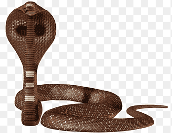 Snake Python Počítačové programování Linux, had, zvířata, kobra png thumbnail