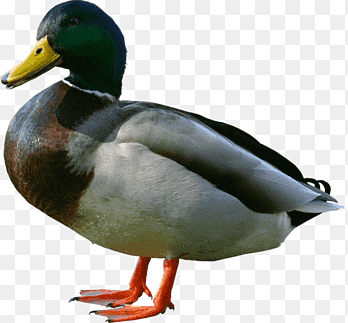Duck American Pekin Desktop ، بطة, image File Formats, الحيوانات png thumbnail