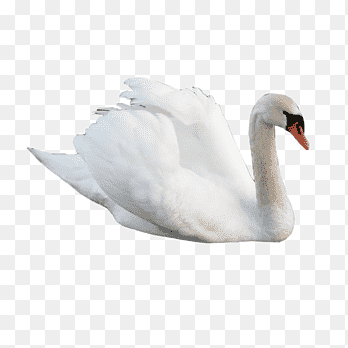 white swan, Cygnini Swan goose Bird, swan, animals, fauna png thumbnail