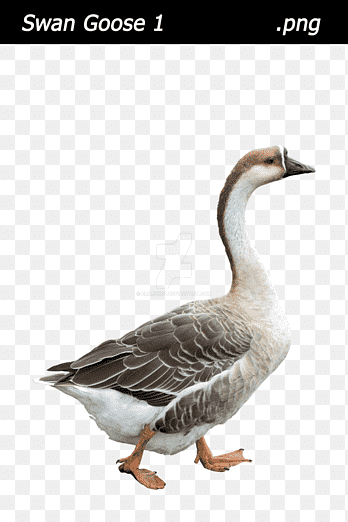 Swan goose Bird Duck Mallard, goose, animals, fauna png thumbnail