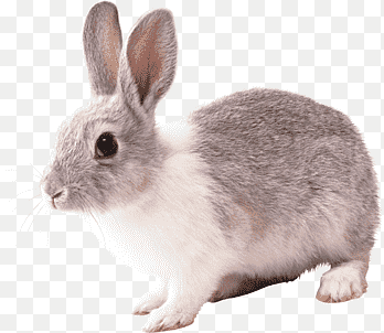 Conejo, Conejo png thumbnail