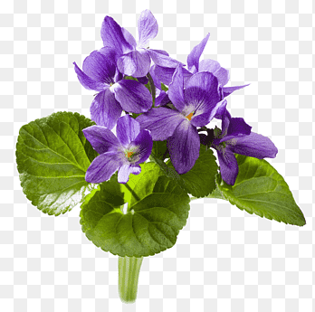 Sweet violet YouTube African violet, purple, violet png thumbnail