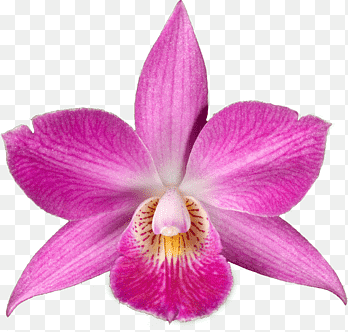 Drawing Orchids Desktop, violet, purple, violet png thumbnail