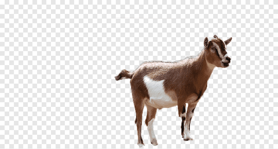 Cattle Sheep Boer goat Qurbani Money in Goats, sheep, animals, cow Goat ...