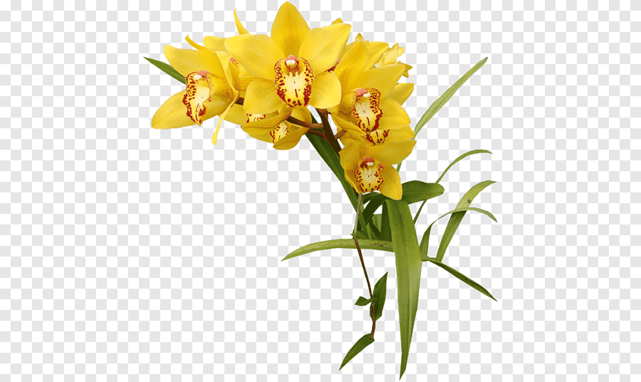 Orquídeas amarelas, outras, outros, cor png | PNGEgg