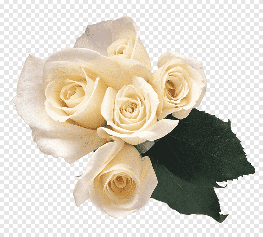 White roses, Rose White, White roses, flower Arranging, white png | PNGEgg