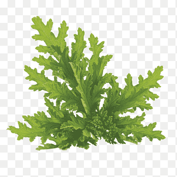 Citronella-olie Distillatie Etherische olie Aromatherapie, olie, geheel natuurlijk, aroma Compound png thumbnail