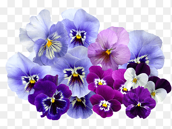 Pansy Violet Color Flower, violet, purple, violet png thumbnail