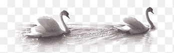 two white swan floating on water, Mute swan Mooncake Duck, White Swan, white, animals png thumbnail
