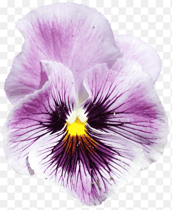 Pansy Violet, violet, purple, flower png thumbnail