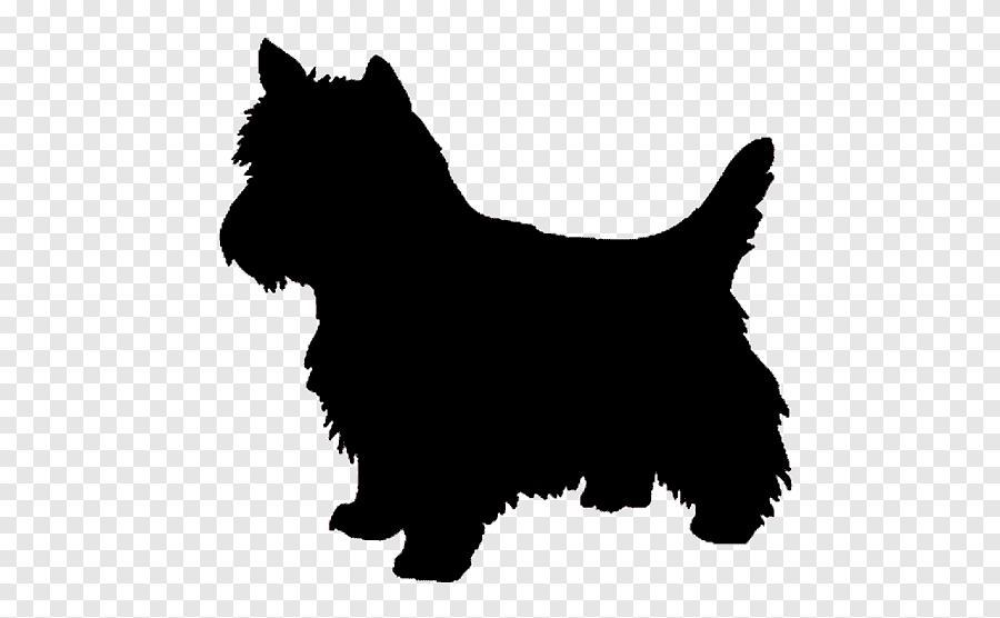 cairn terrier west highland white terrier