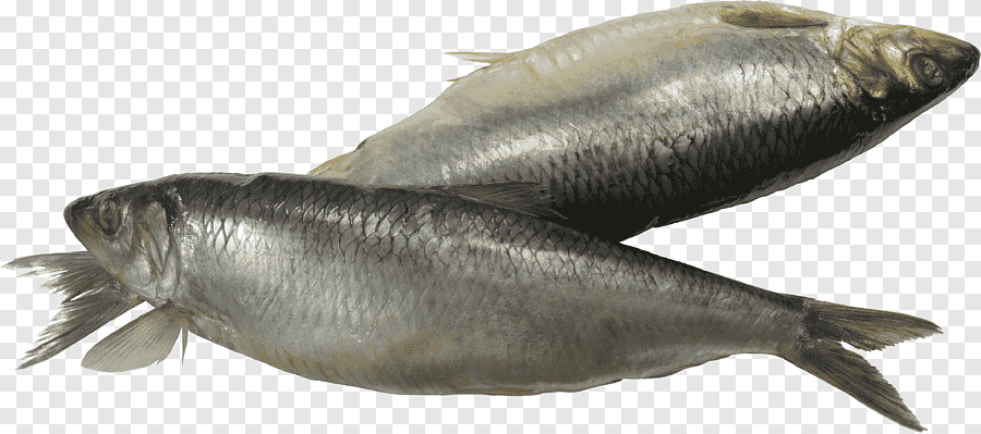 Sardine Fish, Fish, animals, seafood png | PNGEgg