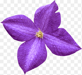 Violet Petal Purple Leather flower, violet, purple, violet png thumbnail