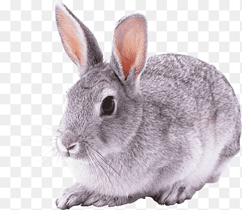 Conejo, Conejo png thumbnail
