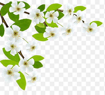 Flores blancas, diagrama de rama, rama de primavera blanca., blanco, hoja png thumbnail