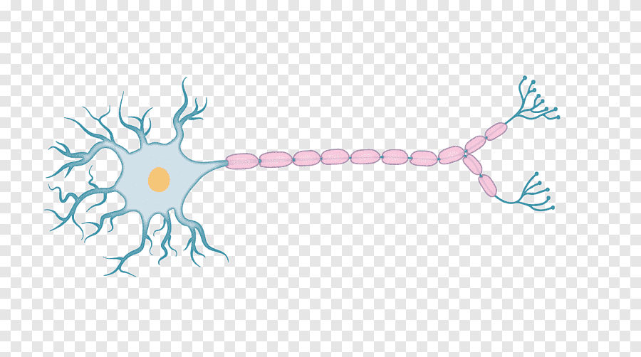 Fisiología dibujo acción potencial organismo, neuronas, diverso, rama png |  PNGEgg