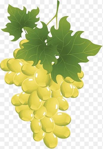 Sultana Druif Zaadloos fruit Trossen Tekening, rozijnen, auglis, tekening png thumbnail
