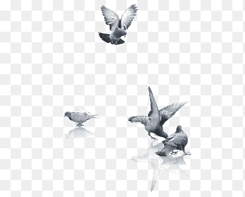 Fauna Computer, Pigeons material, png Material, animals png thumbnail