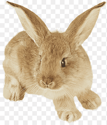 conejo marrón conejo, mamífero, animales png thumbnail