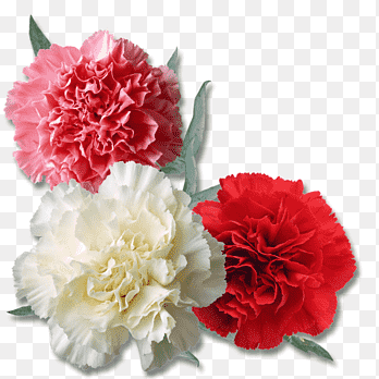 tres claveles, claveles, las flores png thumbnail