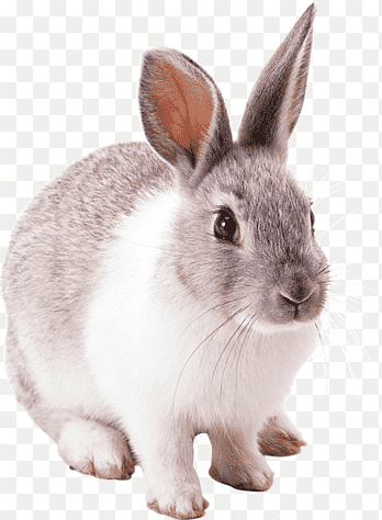conejo europeo conejo nacional conejo de pascua, conejos, mamífero, fauna png thumbnail