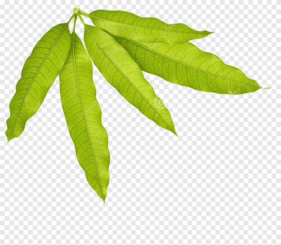 Green leaves, Leaf Mango graphy, Mango leaves, watercolor Leaves, white ...