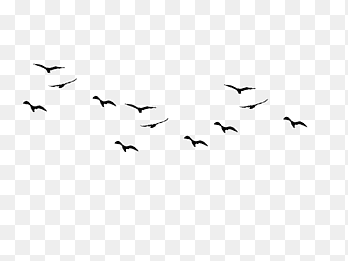 Bird flight, Bird, white, animals png thumbnail