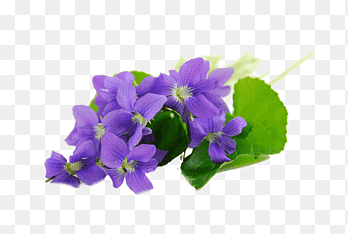Sweet violet African violets Parma violet, purple, violet png thumbnail