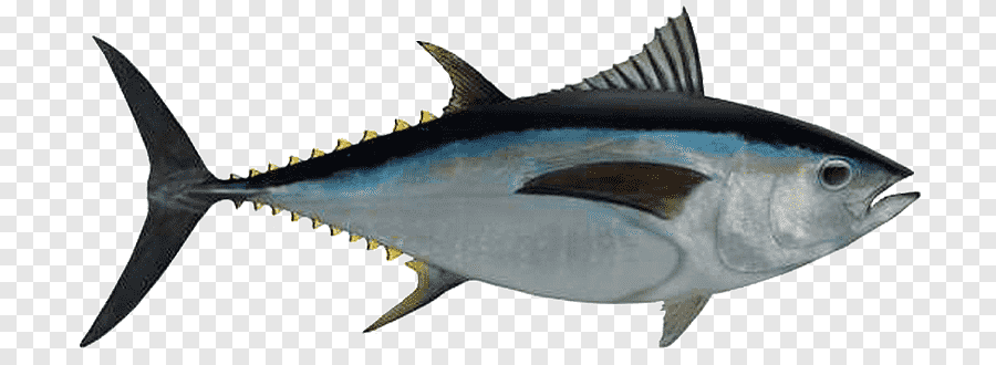 Albacore Bigeye Tuna Atlantic Bluefin Tuna Southern Bluefin Tuna Yellowfin  Tuna PNG - Free Download