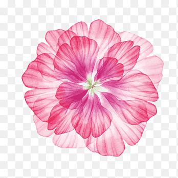 pembe taçlı çiçek illüstrasyon, çiçek, hawaii çiçeği, otsu Bitki, çiçek Düzenleme png thumbnail