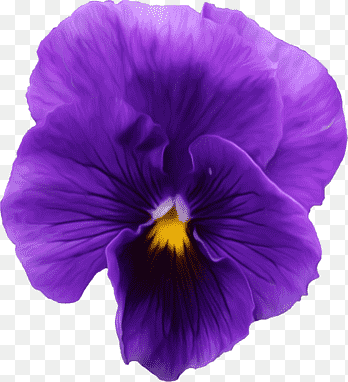 Pansy Violet, violet, purple, violet png thumbnail